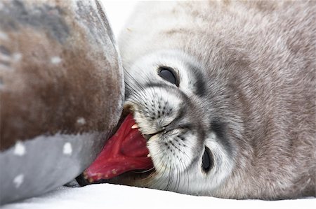 simsearch:400-04533218,k - Baby seal close to mom. Antarctica Stock Photo - Budget Royalty-Free & Subscription, Code: 400-04342274