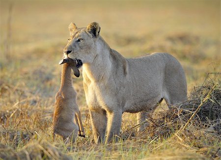 simsearch:400-04836462,k - A lioness with new-born antelope prey. The lioness goes on savanna and bears the killed kid of an antelope. A yellow grass. The morning sun. Foto de stock - Super Valor sin royalties y Suscripción, Código: 400-04342780