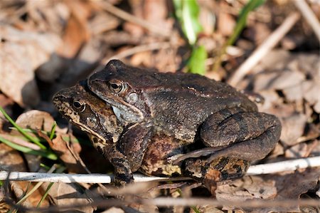 two field frogs during copulation in forest Stock Photo - Budget Royalty-Free & Subscription, Code: 400-04354226