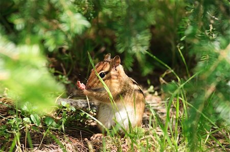 simsearch:622-06809313,k - Chipmunk Hides in Undergrowth while Preening Stock Photo - Budget Royalty-Free & Subscription, Code: 400-04354919