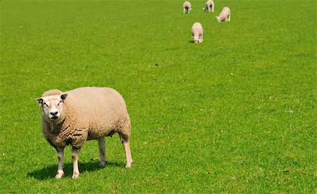 white Sheep on a green meadow, the Netherlands Stock Photo - Budget Royalty-Free & Subscription, Code: 400-04355344