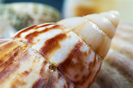 simsearch:400-08646884,k - Composition of exotic shells close-up Stock Photo - Budget Royalty-Free & Subscription, Code: 400-04355380