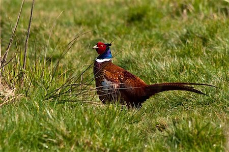 Pheasant walks around in grassland, in spring Stock Photo - Budget Royalty-Free & Subscription, Code: 400-04355409