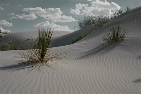 desert beautiful pic cactus - Desert Landscape Stock Photo - Budget Royalty-Free & Subscription, Code: 400-04355525