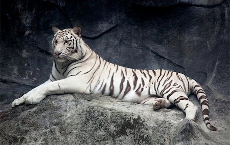 simsearch:400-05250521,k - White tiger photo Stock Photo - Budget Royalty-Free & Subscription, Code: 400-04355552