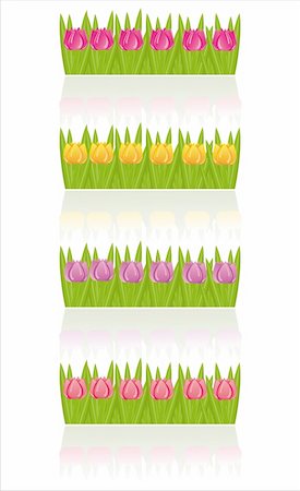 simsearch:400-04330288,k - set of 4 colorful tulips isolated on white Stock Photo - Budget Royalty-Free & Subscription, Code: 400-04355858