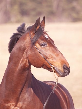portrait of beautiful horse outdoor sunny day Photographie de stock - Aubaine LD & Abonnement, Code: 400-04356374