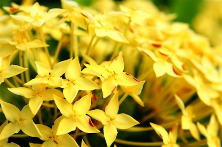 simsearch:400-05671297,k - yellow flower close up at day Stock Photo - Budget Royalty-Free & Subscription, Code: 400-04356605