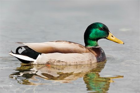 drake - An image of a nice mallard in the lake Starnberg Stock Photo - Budget Royalty-Free & Subscription, Code: 400-04357475