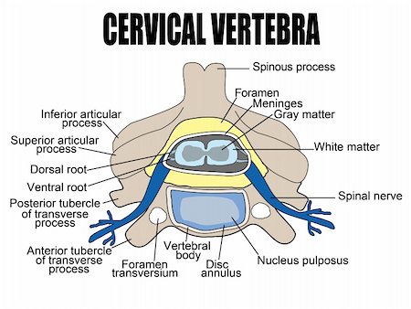 Cervical vertebra, vector illustration (for basic medical education, for clinics & Schools) Stock Photo - Budget Royalty-Free & Subscription, Code: 400-04357502