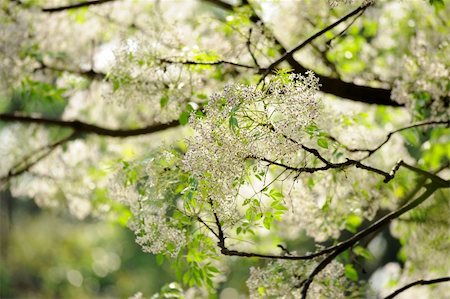 peace backdrop - Closeup image of white flowers, Chinaberry (melia azedarach), shot in Taiwan, Asia. Foto de stock - Super Valor sin royalties y Suscripción, Código: 400-04358123