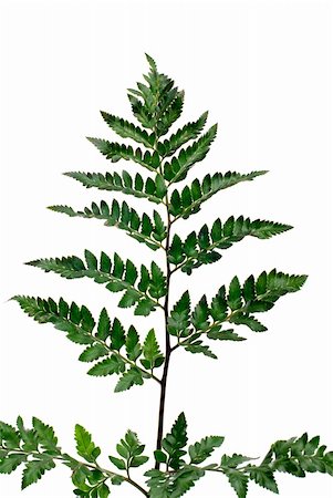 simsearch:400-04701752,k - Fern leaf isolated on white background. Photographie de stock - Aubaine LD & Abonnement, Code: 400-04358377