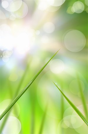 simsearch:400-06141235,k - abstract beautiful fresh grass and light reflect in morning Stock Photo - Budget Royalty-Free & Subscription, Code: 400-04358398