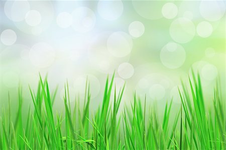 simsearch:400-06141235,k - abstract beautiful fresh grass and light reflect in morning Stock Photo - Budget Royalty-Free & Subscription, Code: 400-04358400