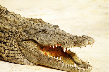 simsearch:400-05123541,k - dangerous alligator with open mouth Stock Photo - Budget Royalty-Free & Subscription, Code: 400-04358876