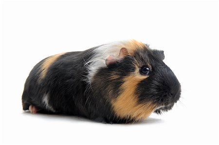 portrait of guinea pig in front of white background Stock Photo - Budget Royalty-Free & Subscription, Code: 400-04359508