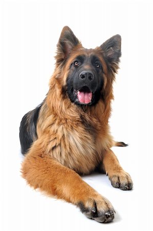 portrait of a  purebred german shepherd in front of white background Stock Photo - Budget Royalty-Free & Subscription, Code: 400-04359511