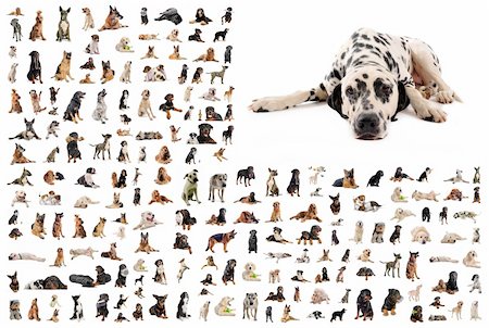 composite picture with dalmatian purebred  dogs in a white background Foto de stock - Super Valor sin royalties y Suscripción, Código: 400-04359558