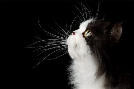 head of cat on black background Photographie de stock - Aubaine LD & Abonnement, Code: 400-04359773
