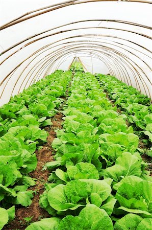 simsearch:400-04882980,k - Organic farming, celery cabbage growing in greenhouse Photographie de stock - Aubaine LD & Abonnement, Code: 400-04350587