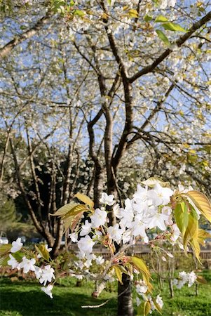 White sakura cherry blossoms tree, closeup image focus on front flowers, shot in Alishan National Scenic Area, Taiwan, Asia. Stock Photo - Budget Royalty-Free & Subscription, Code: 400-04352049