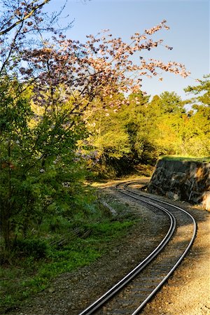 Forest railway with sakura cherry blossoms trees and flowers under blue sky in Alishan National Scenic Area, Taiwan, Asia. Stock Photo - Budget Royalty-Free & Subscription, Code: 400-04352054