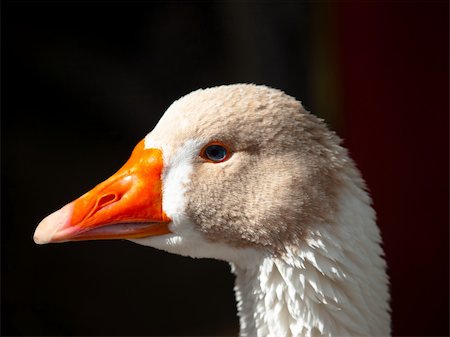 drake - head of duck close-up Stock Photo - Budget Royalty-Free & Subscription, Code: 400-04352303