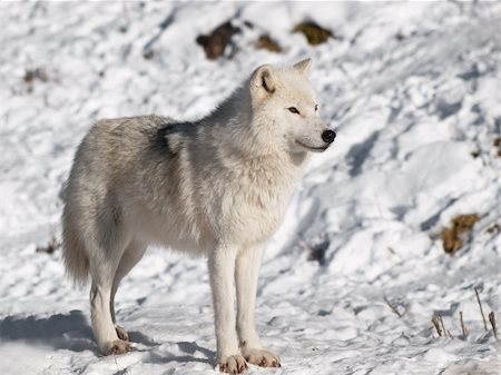 Arctic wolf in winter in natural environment Stock Photo - Budget Royalty-Free & Subscription, Code: 400-04352324