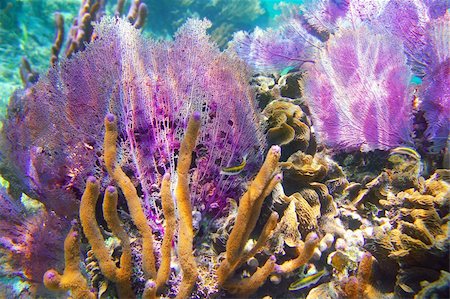 Caribbena coral reef Mayan riviera colorful species underwater treasure Stock Photo - Budget Royalty-Free & Subscription, Code: 400-04352814