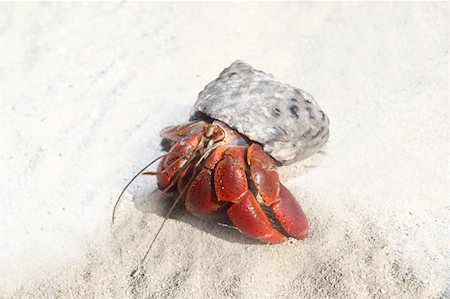 simsearch:400-06137034,k - Red Legged Hermit Crab in Mexico beach sand Clibanarius digueti Photographie de stock - Aubaine LD & Abonnement, Code: 400-04352825