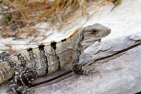 simsearch:400-05698814,k - Iguana Mexico reptilian on aged gray wood near beach sand Photographie de stock - Aubaine LD & Abonnement, Code: 400-04352821