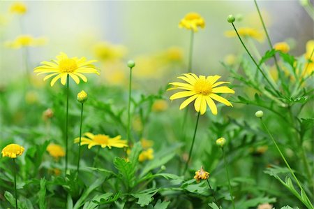 simsearch:400-05671297,k - yellow flower Stock Photo - Budget Royalty-Free & Subscription, Code: 400-04353816
