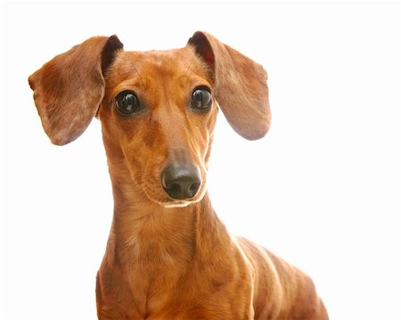 simsearch:400-05241006,k - dachshund Stock Photo - Budget Royalty-Free & Subscription, Code: 400-04353811