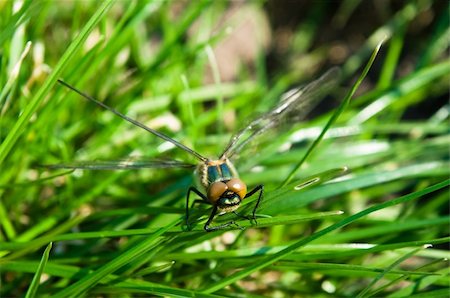simsearch:400-04710191,k - Dragonfly Outdoor Stock Photo - Budget Royalty-Free & Subscription, Code: 400-04364177