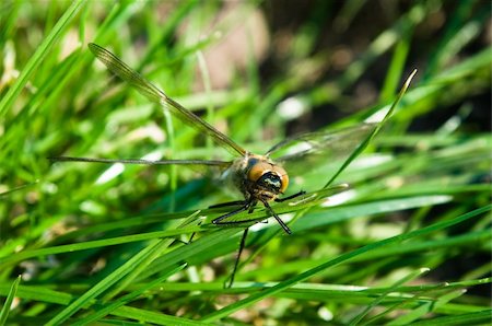 simsearch:400-05703373,k - Dragonfly Outdoor Stock Photo - Budget Royalty-Free & Subscription, Code: 400-04364178