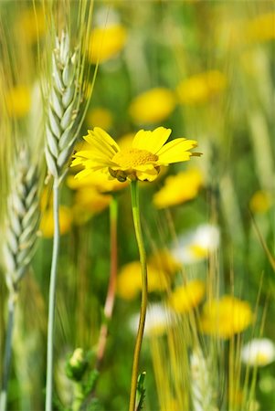 Yellow flower and spikes in field. Stock Photo - Budget Royalty-Free & Subscription, Code: 400-04365230