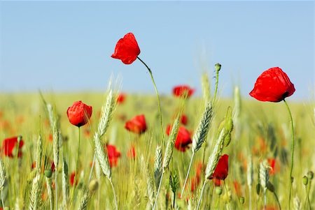 Red Poppies in  wheat field . Stock Photo - Budget Royalty-Free & Subscription, Code: 400-04365231