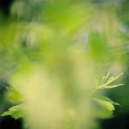 simsearch:400-06141235,k - Abstract green spring background Stock Photo - Budget Royalty-Free & Subscription, Code: 400-04365254
