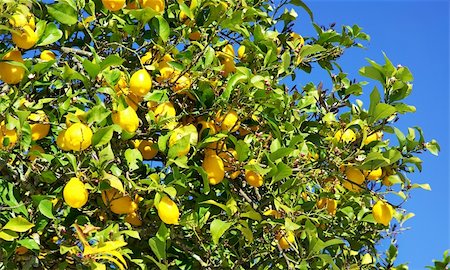 simsearch:400-04211564,k - Yellow lemons on tree. Photographie de stock - Aubaine LD & Abonnement, Code: 400-04365257