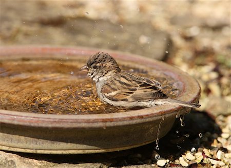 simsearch:400-04604339,k - A House Sparrow cooling off by having a bath in a water bowl Stock Photo - Budget Royalty-Free & Subscription, Code: 400-04365291