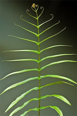 simsearch:400-04701752,k - Leaf of a fern on a dark background close up Photographie de stock - Aubaine LD & Abonnement, Code: 400-04365970