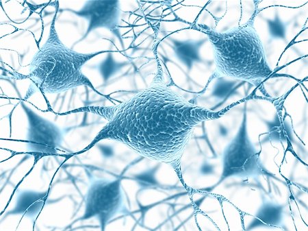 Neurons and Nucleus (Structure of the brain) Stock Photo - Budget Royalty-Free & Subscription, Code: 400-04365983