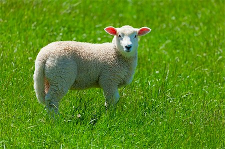 Image of a lamb grazing in the fields of New Zealand Stock Photo - Budget Royalty-Free & Subscription, Code: 400-04366692