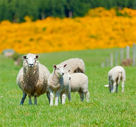 Image of sheep grazing in the fields of New Zealand Stock Photo - Budget Royalty-Free & Subscription, Code: 400-04366693