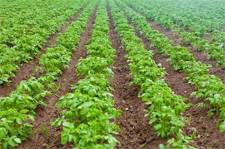 potato field - potatoes in the furrow Stock Photo - Budget Royalty-Free & Subscription, Code: 400-04367630