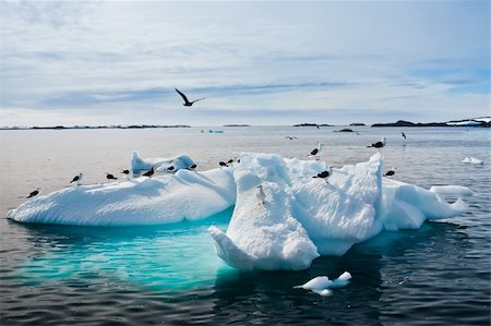 simsearch:400-04604339,k - Seagulls are sitting on a glacier in Antarctica Stock Photo - Budget Royalty-Free & Subscription, Code: 400-04368174