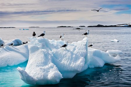 simsearch:400-04604339,k - Seagulls are sitting on a glacier in Antarctica Stock Photo - Budget Royalty-Free & Subscription, Code: 400-04368175