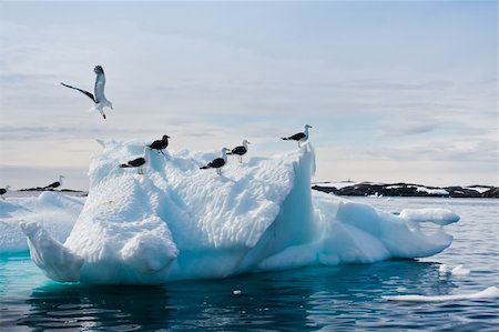 simsearch:400-04604339,k - Seagulls are sitting on a glacier in Antarctica Stock Photo - Budget Royalty-Free & Subscription, Code: 400-04368172