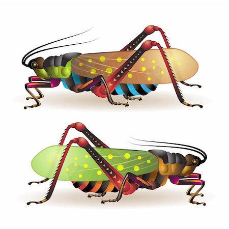 Grasshopper isolated on a white background Foto de stock - Super Valor sin royalties y Suscripción, Código: 400-04368412