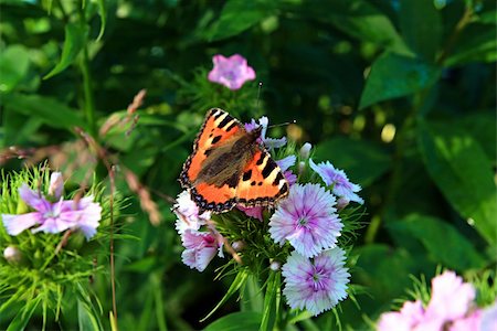 simsearch:400-06101053,k - butterfly on flower Photographie de stock - Aubaine LD & Abonnement, Code: 400-04369065